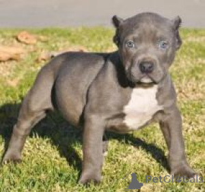 Photo №1. american pit bull terrier - à vendre en ville de Nicosie | 291€ | Annonce №155732