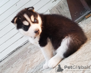 Photo №3. bébés husky. La finlande