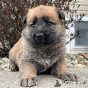 Photo №2 de l'annonce № 136034 de la vente berger allemand - acheter à Allemagne 