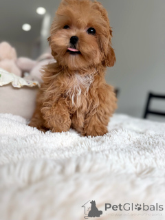 Photo №1. maltipu - à vendre en ville de Munich | négocié | Annonce №165534