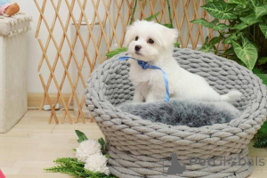 Photo №4. Je vais vendre bichon maltais en ville de Zrénjanin.  - prix - négocié