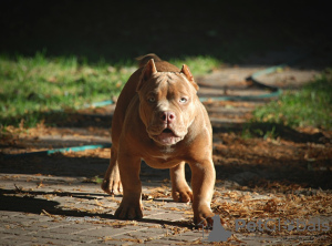 Photo №4. Je vais vendre american bully en ville de Москва. de la fourrière - prix - 986€