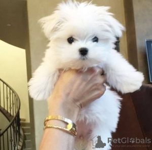 Photo №1. bichon maltais - à vendre en ville de Stockholm | Gratuit | Annonce №84887