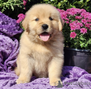 Photo №1. golden retriever - à vendre en ville de Munich | 946€ | Annonce №103843