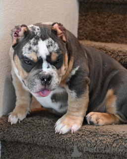 Photo №4. Je vais vendre american bully en ville de Los Angeles. annonce privée - prix - 1063€