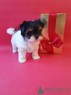 Photo №1. biewer yorkshire terrier - à vendre en ville de Tbilissi | négocié | Annonce №105067