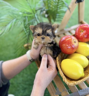 Photo №2 de l'annonce № 161812 de la vente yorkshire terrier - acheter à Slovaquie 