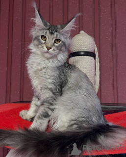 Photo №3. Maine coon. La Grande-Bretagne