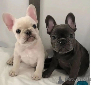 Photo №1. bouledogue - à vendre en ville de Amsterdam | 750€ | Annonce №160464