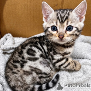 Photo №1. bengal - à vendre en ville de Jünkerath | 350€ | Annonce № 178447