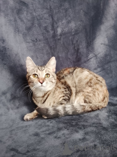 Photo №1.  - à vendre en ville de Rivière moscou | Gratuit | Annonce № 162866