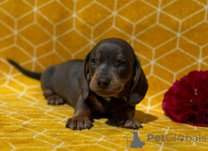 Photo №1. teckel - à vendre en ville de Marsaskala | 610€ | Annonce №148647