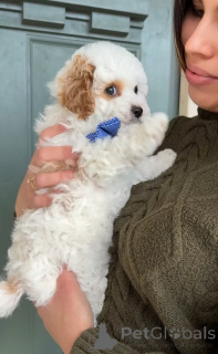 Photo №2 de l'annonce № 165233 de la vente cavalier king charles spaniel - acheter à La Roumanie éleveur