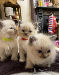 Photo №1. ragdoll - à vendre en ville de Görlitz | 350€ | Annonce № 154973