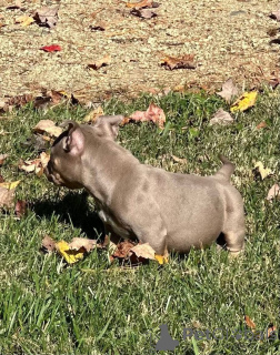 Photo №2 de l'annonce № 158585 de la vente american bully - acheter à La Grande-Bretagne annonce privée