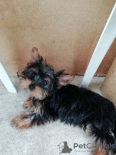 Photo №4. Je vais vendre biewer yorkshire terrier, yorkshire terrier en ville de Tallinn. annonce privée, de la fourrière, éleveur - prix - 450€