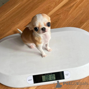 Photo №1. chihuahua - à vendre en ville de Abrorne | négocié | Annonce №167153