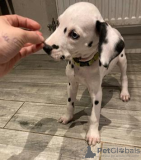 Photo №3. Beaux chiots Dalmatien,. Emirats Arabes Unis