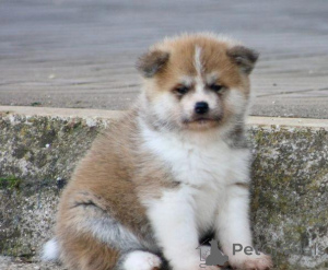 Photo №2 de l'annonce № 168858 de la vente akita (chien) - acheter à Italie annonce privée
