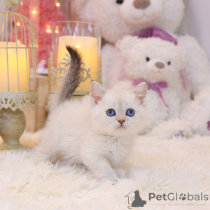 Photo №2 de l'annonce № 152256 de la vente munchkin - acheter à USA éleveur