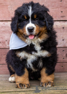 Photo №3. Émilie Hercog. Pologne