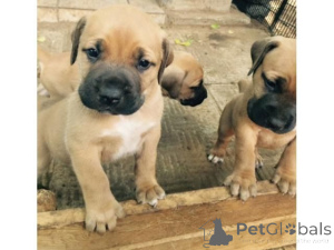 Photo №1. boerboel - à vendre en ville de Plein de balles | 350€ | Annonce №170142