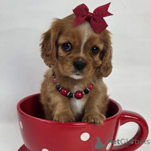 Photo №2 de l'annonce № 159135 de la vente cavalier king charles spaniel - acheter à Suisse annonce privée
