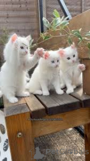 Photo №3. Chatons Angora Turc à vendre. Belgique