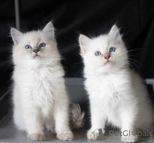 Photo №1. ragdoll - à vendre en ville de Nuremberg | 250€ | Annonce № 123371