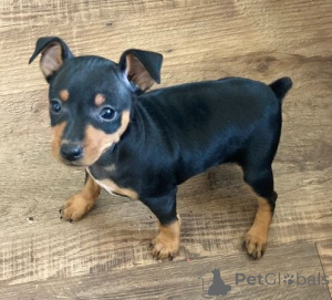 Photo №1. pinscher miniature - à vendre en ville de Poti | négocié | Annonce №174929