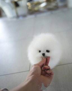 Photo №1. spitz nain - à vendre en ville de Berlin | négocié | Annonce №155016