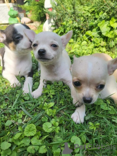 Photos supplémentaires: Chiots Chihuahua extra mini