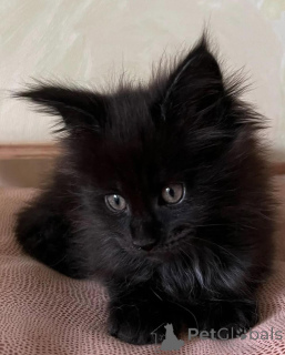 Photo №2 de l'annonce № 150611 de la vente maine coon - acheter à Allemagne de l'abri, éleveur