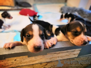 Photo №1. chien russe - à vendre en ville de Hambourg | négocié | Annonce №166243