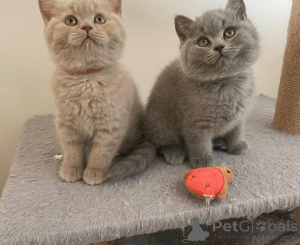 Photo №1. british shorthair - à vendre en ville de Poteaux | 339€ | Annonce № 171185