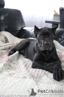 Photo №4. Je vais vendre cane corso en ville de Brest. annonce privée - prix - 231€