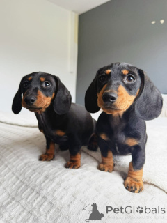 Photo №1. teckel - à vendre en ville de Aleksandrie | négocié | Annonce №158432