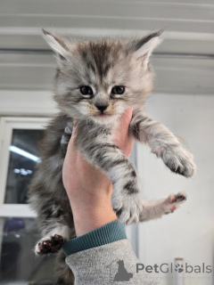 Photo №3. Mainécoon. La Grande-Bretagne