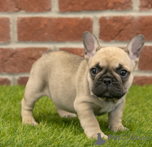 Photo №1. bouledogue - à vendre en ville de Dubaï | négocié | Annonce №158658