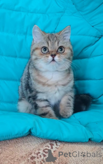 Photo №2 de l'annonce № 137005 de la vente scottish straight - acheter à Fédération de Russie éleveur