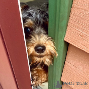 Photo №2 de l'annonce № 136291 de la vente yorkshire terrier - acheter à La Grande-Bretagne annonce privée