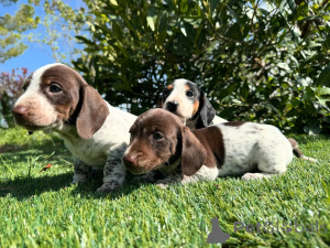 Photo №1. teckel - à vendre en ville de Munich | négocié | Annonce №160852