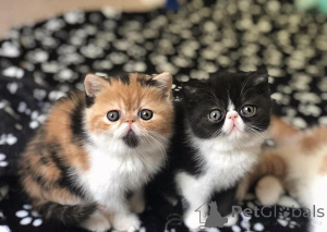 Photo №2 de l'annonce № 160364 de la vente exotic shorthair - acheter à Allemagne 