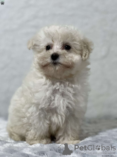 Photo №2 de l'annonce № 44787 de la vente maltipu - acheter à L'Autriche 