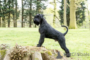 Photo №3. Beaux chiots Schnauzer géant. Chypre