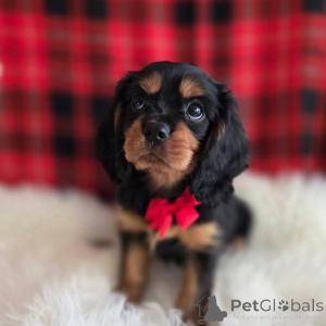 Photo №2 de l'annonce № 155575 de la vente cavalier king charles spaniel - acheter à Suède annonce privée