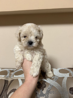 Photo №1. caniche royale, caniche (jouet) - à vendre en ville de Helsinki | 500€ | Annonce №163531