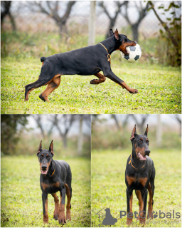 Photo №1. dobermann - à vendre en ville de Loznica | négocié | Annonce №124058