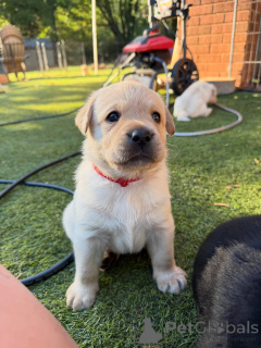 Photo №2 de l'annonce № 178816 de la vente labrador retriever - acheter à Luxembourg éleveur