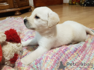 Photo №3. Chiots Labrador. Ukraine